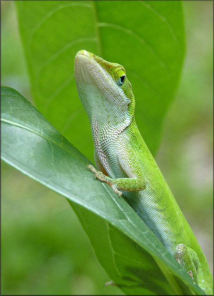 Green Anole [Anolis carolinensis] 