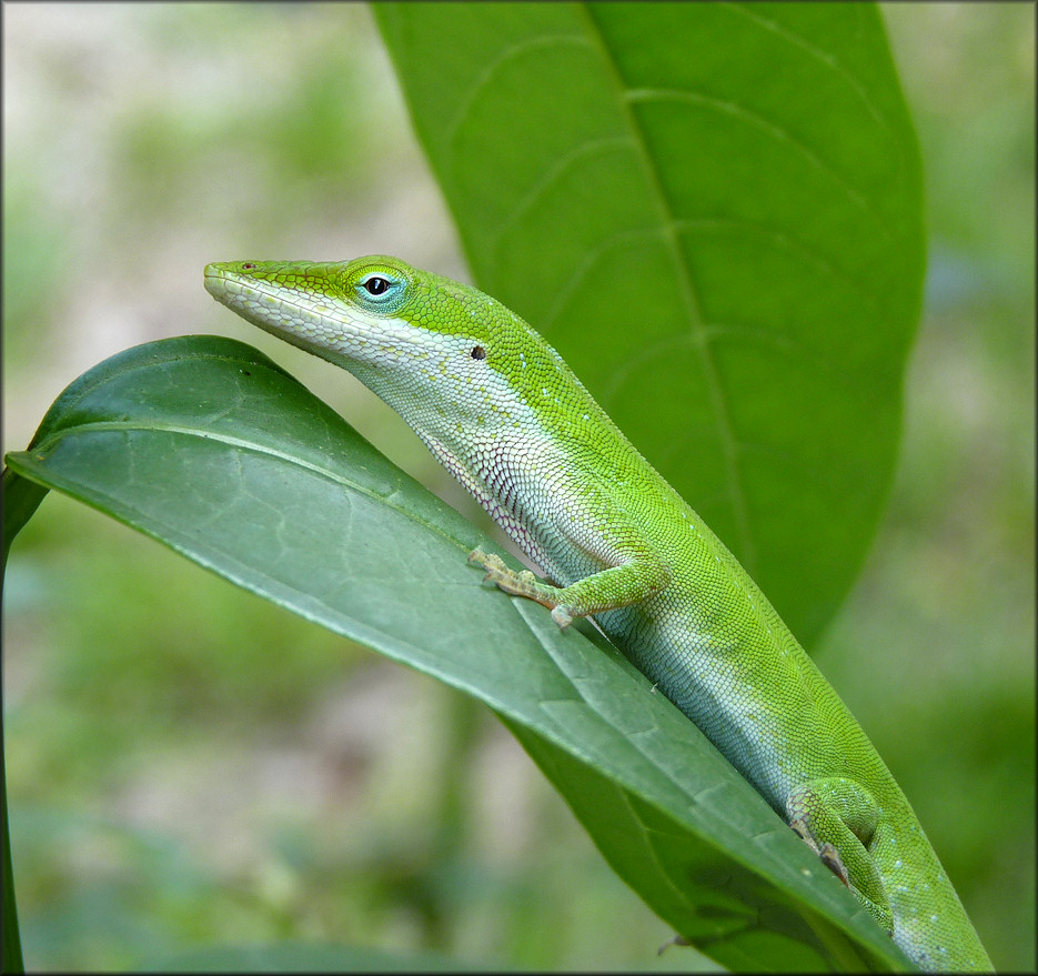 Green Anole [Anolis carolinensis] 