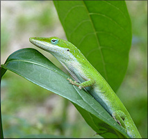 Green Anole [Anolis carolinensis] 