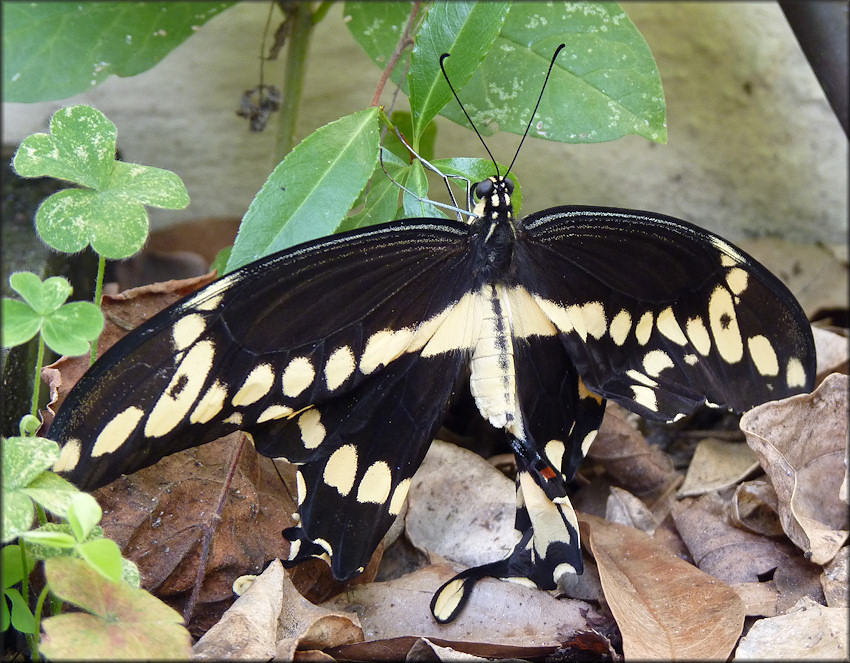 Giant Swallowtail [Papilio cresphontes]