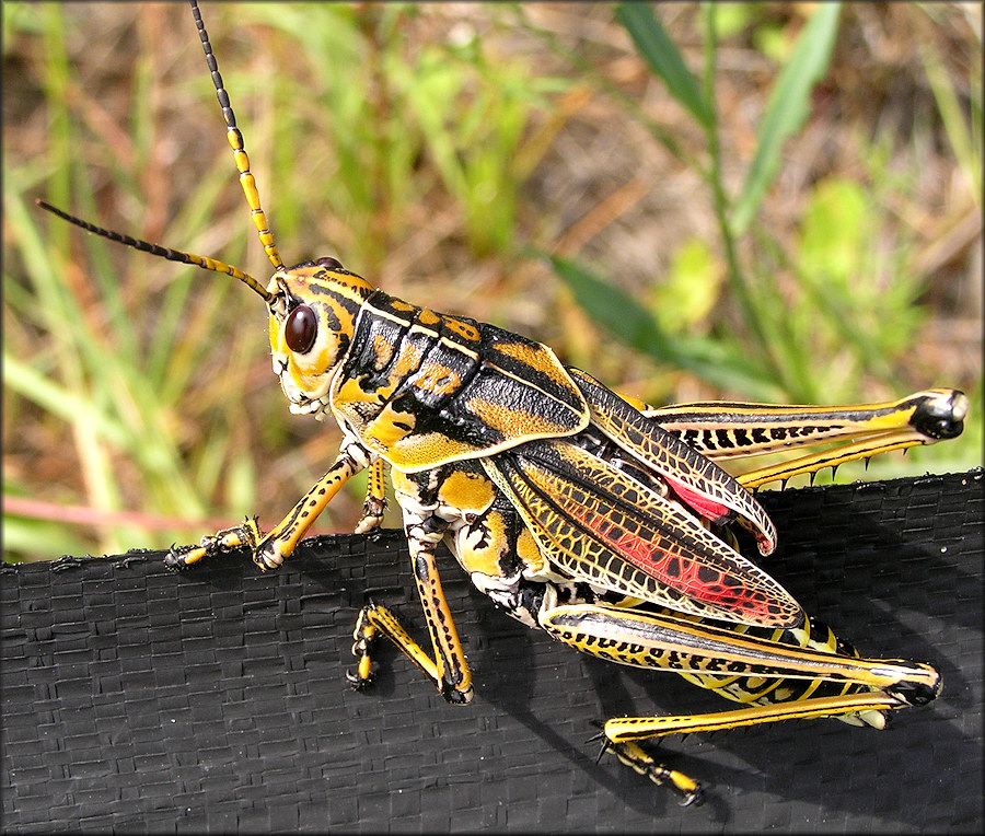 Eastern Lubber Grasshopper [Romalea microptera]