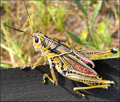 Eastern Lubber Grasshopper [Romalea microptera]