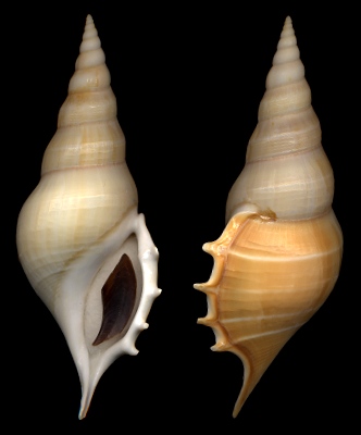 Rostellariella delicatula (Nevill, 1881)