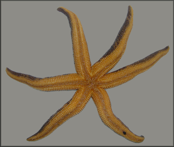 Leptasterias polaris katherinae (Gray, 1840) "Katherin's Six-rayed Star"