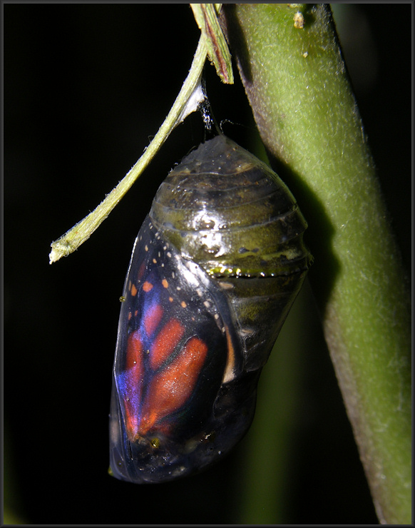 Monarch Chrysalis [Danaus plexippus]