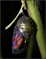 Monarch Chrysalis [Danaus plexippus]