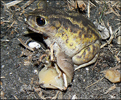 Eastern Spadefoot Toad Scaphiopus holbrookii