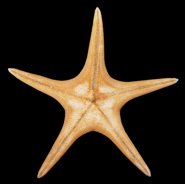 Pseudarchaster alascensis Fisher, 1905 Alaskan Scarlet Star