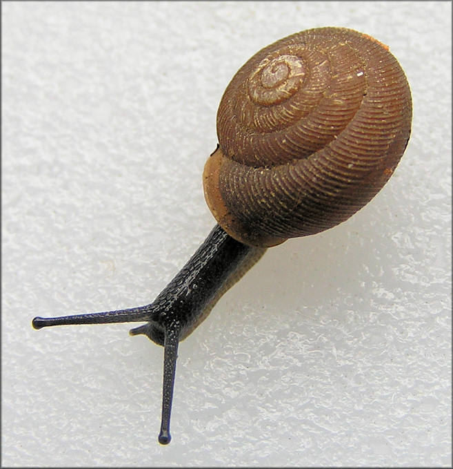 Triodopsis pendula Hubricht, 1952 Hanging Rock Threetooth