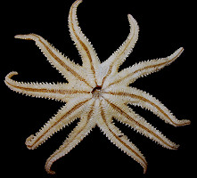 Crossaster borealis Fisher, 1906 "Grooved Sun Star" 