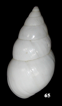 Liguus fasciatus crassus Simpson, 1920