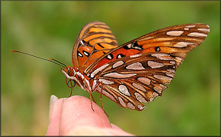 Gulf Fritillary [Agraulis vanillae]