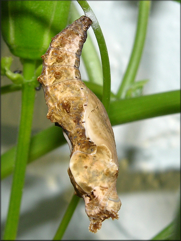 Gulf Fritillary [Agraulis vanillae] Chrysalis