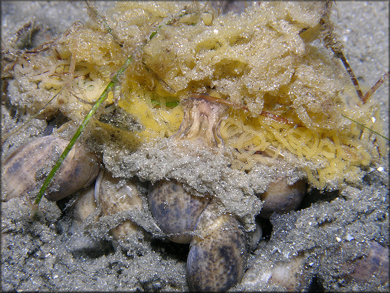 Bulla occidentalis A. Adams, 1850 Western Striate Bubble Egg Laying Aggregation