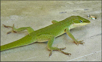 Green Anole [Anolis carolinensis]