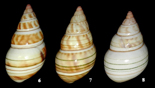 Liguus fasciatus alternatus Simpson, 1920