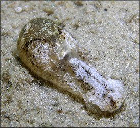 Haminoea elegans (J. E. Gray, 1825) Elegant Glassy-bubble