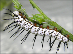 Zebra Longwing [Heliconius charitonius] Larva