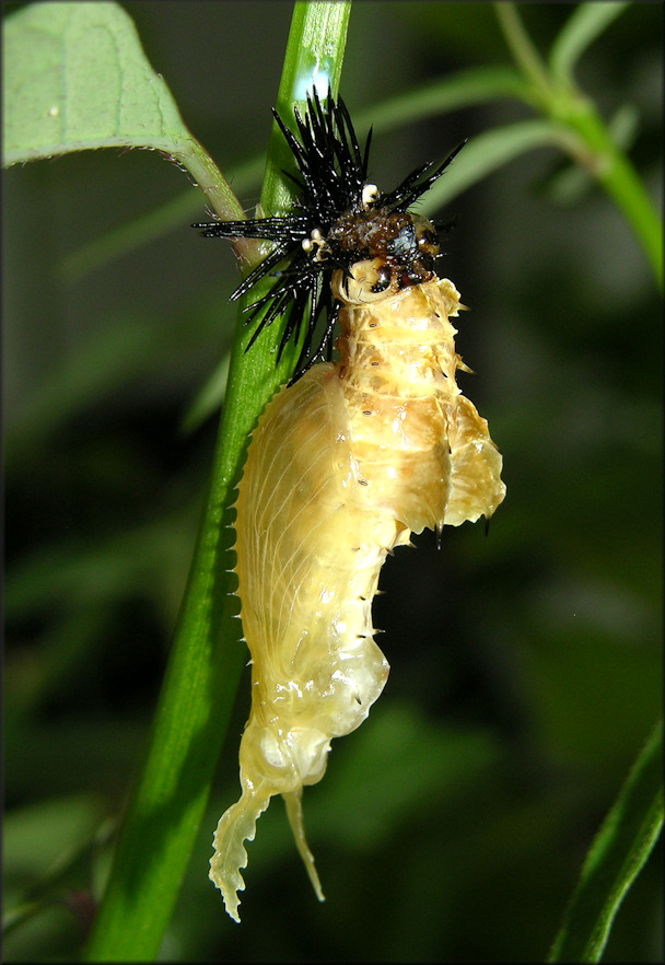 Zebra Longwing [Heliconius charitonius] Larva/Pupa