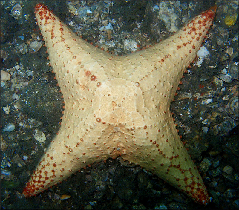 Oreaster reticulatus Cushion Sea Star With Four Arms