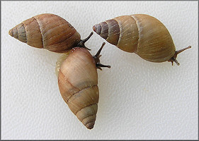 Bulimulus guadalupensis (Bruguire, 1789) West Indian Bulimulus