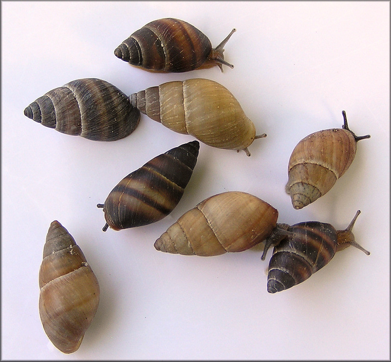 Bulimulus guadalupensis (Bruguire, 1789) West Indian Bulimulus