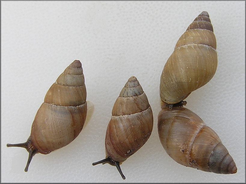 Bulimulus guadalupensis (Bruguire, 1789) West Indian Bulimulus