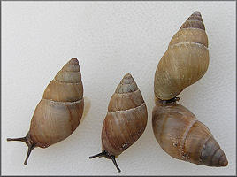 Bulimulus guadalupensis (Bruguire, 1789) West Indian Bulimulus