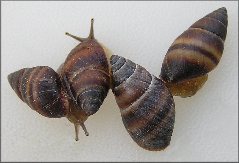 Bulimulus guadalupensis (Bruguire, 1789) West Indian Bulimulus