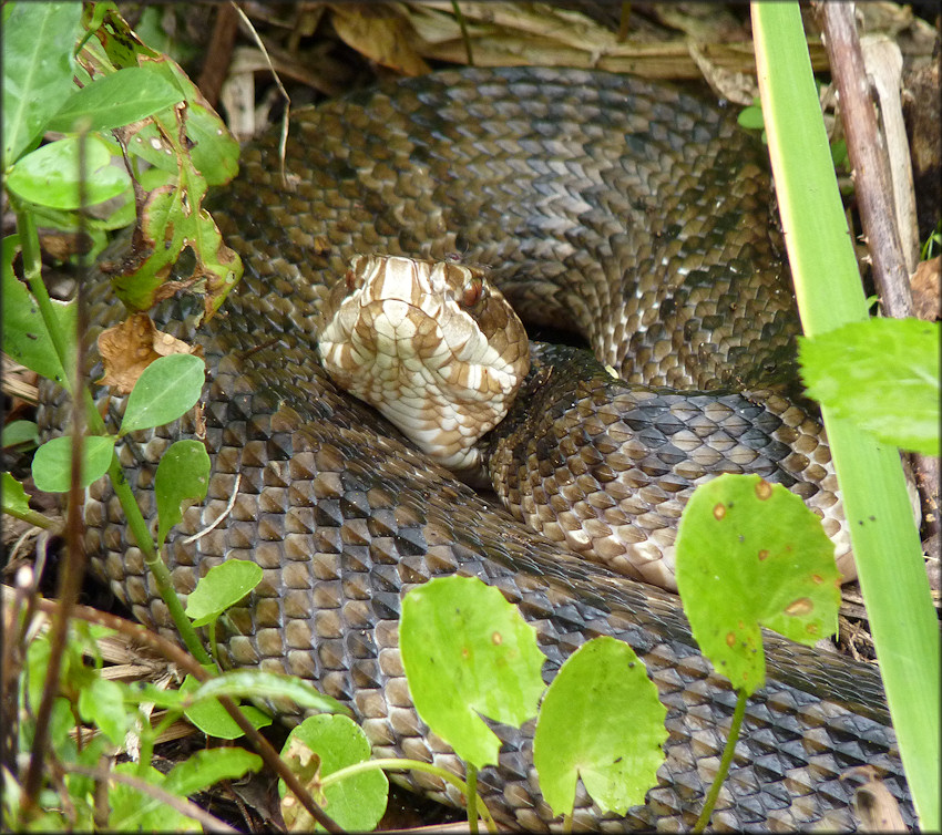 Florida Cottonmouth [Agkistrodon piscivorus conanti]