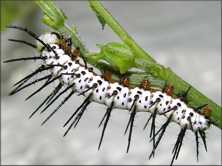 Zebra Longwing [Heliconius charitonius] Larva