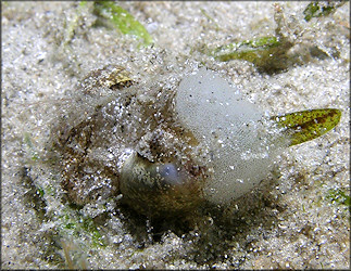 Haminoea elegans (J. E. Gray, 1825) Elegant Glassy-bubble Depositing Eggs