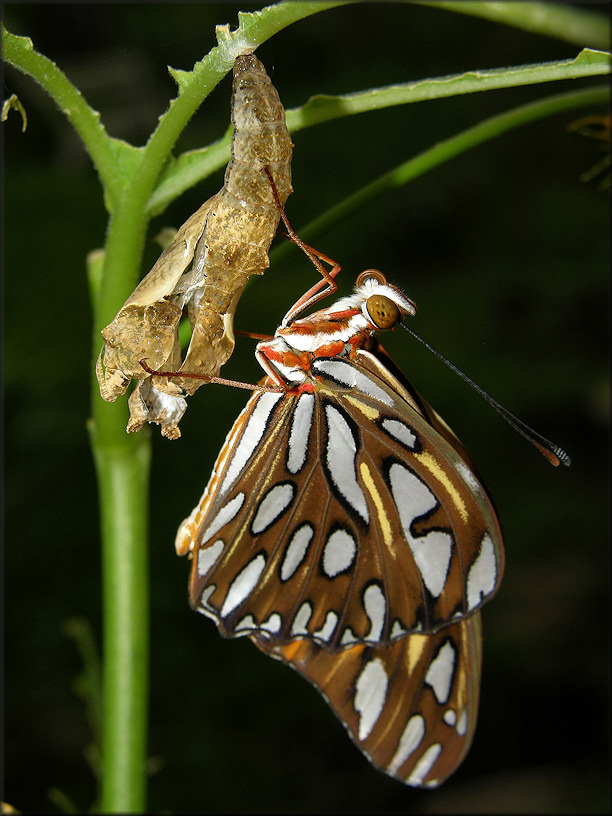 Gulf Fritillary [Agraulis vanillae] Following Emergence From Chrysalis