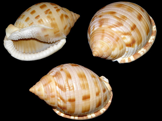 Semicassis granulata granulata (North Carolina State Shell)