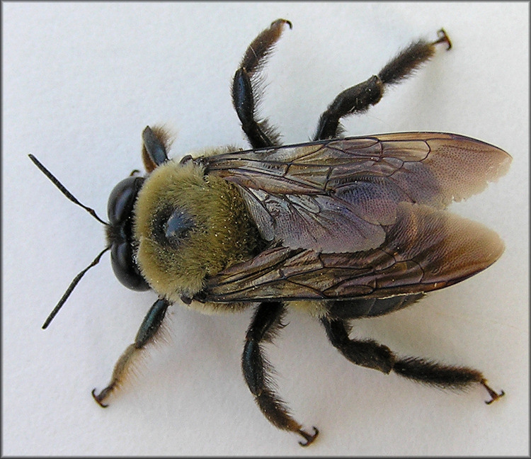 Bumble Bee [Bombus species]