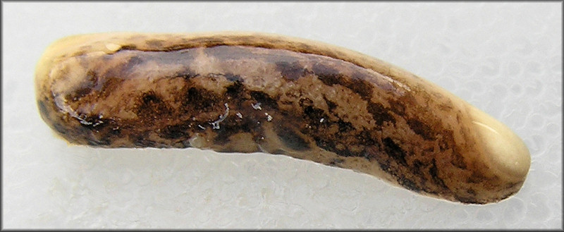Megapallifera mutabilis (Hubricht, 1951) Changeable Mantleslug