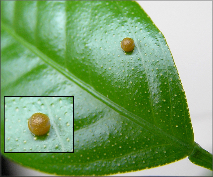 Giant Swallowtail Egg [Papilio cresphontes] 