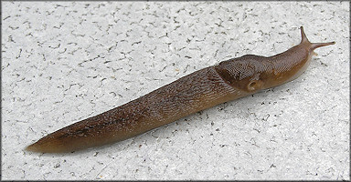 Lehmannia valentiana (Férussac, 1822) Threeband Garden Slug