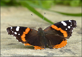 Red Admiral Vanessa atalanta