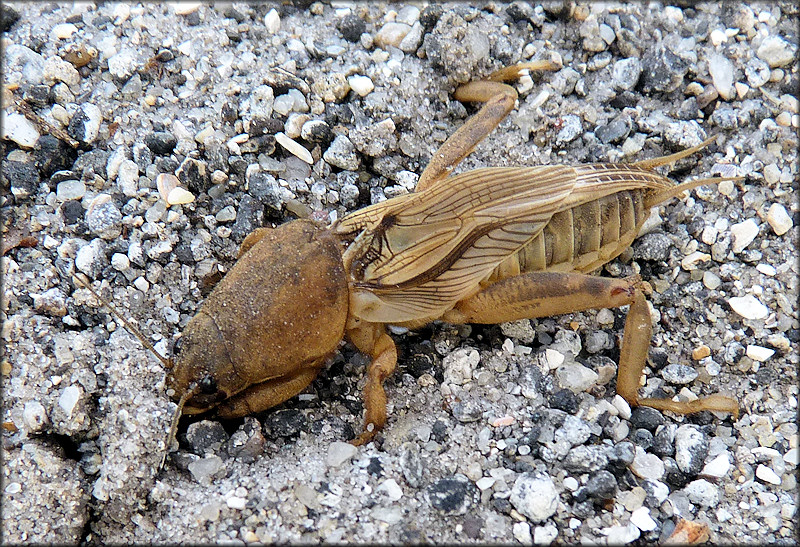 Tawny Mole Cricket [Scapteriscus vicinus]