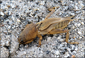 Tawny Mole Cricket [Scapteriscus vicinus]