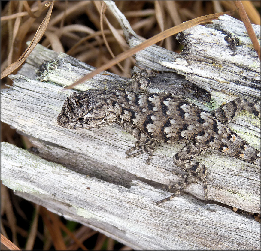 Southern Fence Lizard [Sceloporus undulatus undulatus]