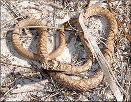 Eastern Coachwhip [Masticophis flagellum flagellum Shaw, 1802]