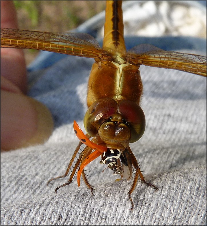 Unidentified Dragonfly Devouring Asian Lady Beetle [Harmonia axyridis]