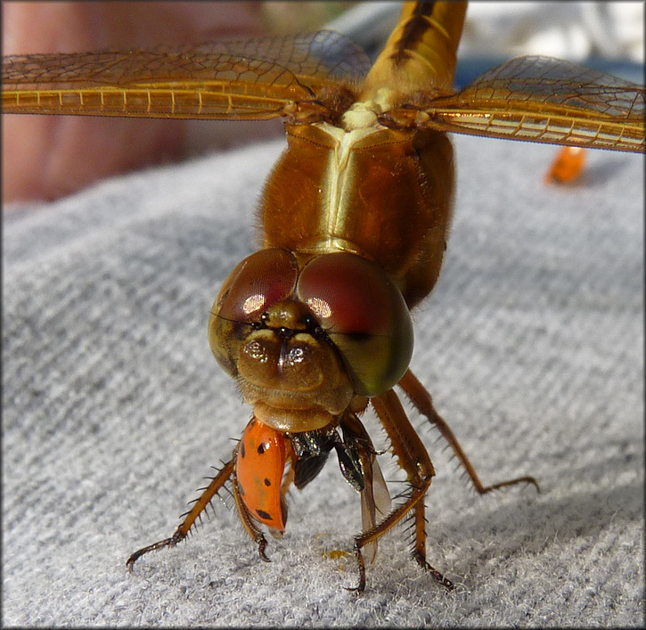 Unidentified Dragonfly Devouring Asian Lady Beetle [Harmonia axyridis]