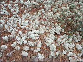 Evans Reindeer Lichen - Cladina evansii