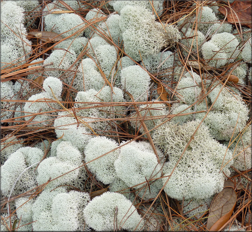 Evans Reindeer Lichen - Cladina evansii