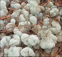 Evans Reindeer Lichen - Cladina evansii