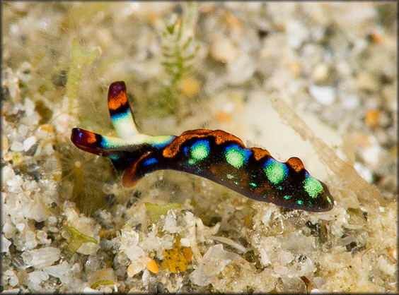 Thuridilla picta (A. E. Verrill, 1901) Painted Elysia