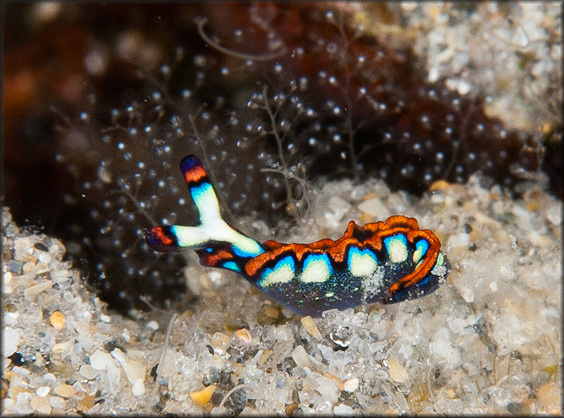 Thuridilla picta (A. E. Verrill, 1901) Painted Elysia